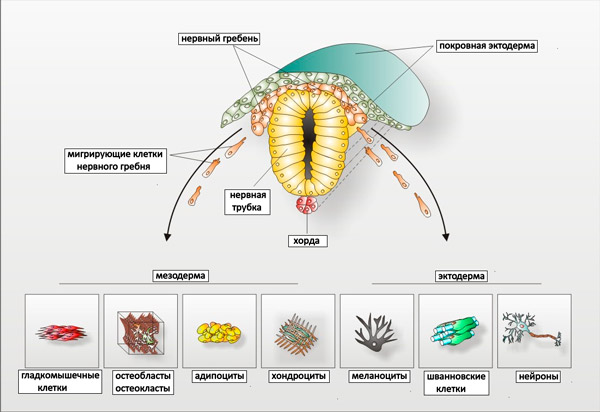 Миграция клеток нервного гребня схема